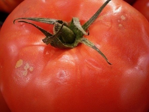 Tomate Gros Fruits Rutgers *** 8 Graines proposées ***