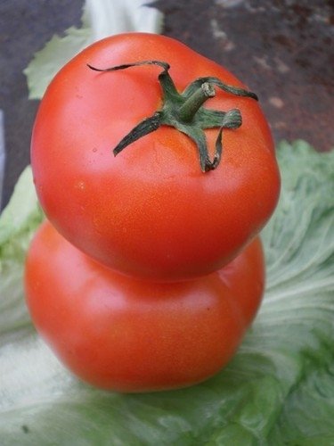 Tomate Gros Fruits Mélange *** 10 Graines proposées ***
