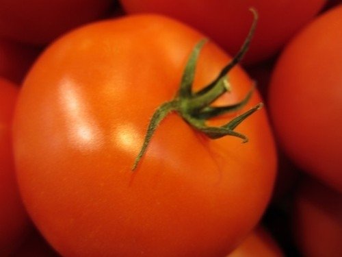 Tomate Gros Fruits Ace 55 VF *** 8 Graines proposées ***