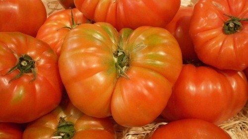 Tomate Gros Fruits Marmande  *** 8 Graines proposées ***