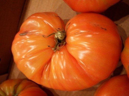 Tomate Gros Fruits Super Marmande *** 8 Graines proposées ***