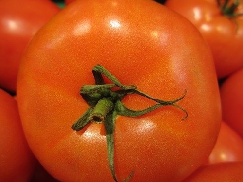 Tomate Gros Fruits Ferline *** 10 Graines proposées ***