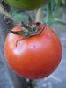 Tomate Gros Fruits Saint - Pierre *** 10 Graines proposées ***