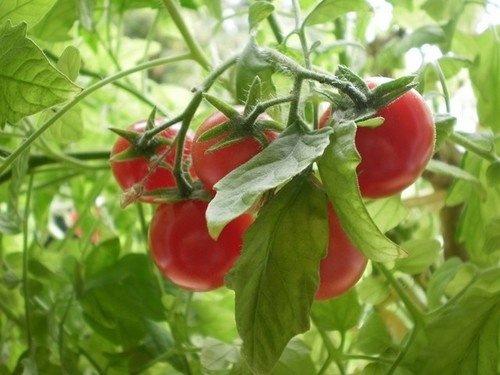 Tomate Gros Fruits Mélange*** 8 Graines proposées ***