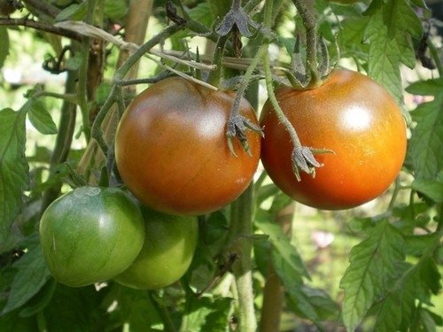 Tomate Petits Fruits Black Prince *** 10 Graines proposées ***