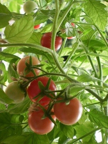 Tomate Petits Fruits Mélange de Variétés *** 8 Graines proposées ***