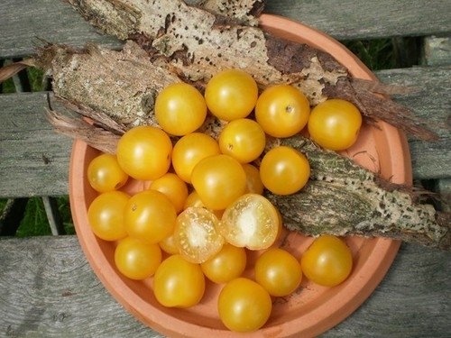 Tomate Petits Fruits Golden Sunrise *** 10 Graines proposées ***
