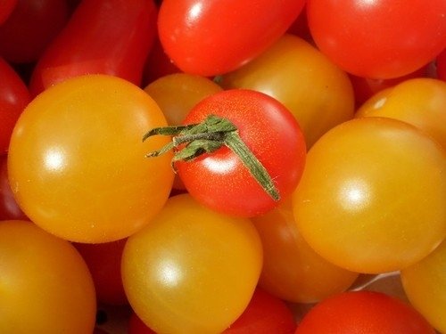Tomate Petits Fruits Sungella *** 10 Graines proposées ***