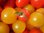 Tomate Petits Fruits Sungella *** 10 Graines proposées ***