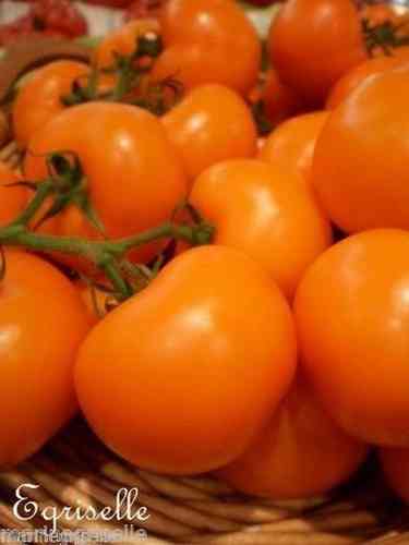 TOMATE CERISE 'Dark Orange Muscat'  8 Graines proposées