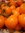 TOMATE CERISE 'Dark Orange Muscat' 8 Graines proposées