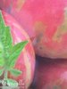 TOMATE CERISE 'Pearly Pink Cherry ' 8 Graines proposées