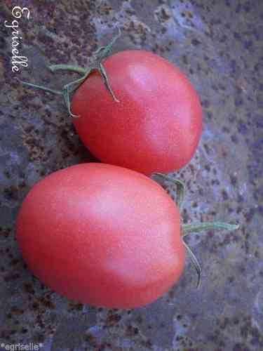 TOMATE Gros FRUITS 'Wolford's Wonder' 10 Graines  proposées