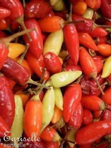PIMENT Très FORT 'Caribbean Red'  8 Graines fraîches proposées