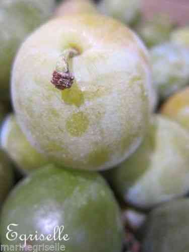 PRUNIER 'Reine Claude Fruit Vert' 5 Noyaux proposés