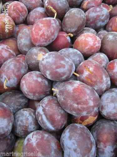 PRUNIER : Fruit Oblongue QUETSCHE  5 Noyaux proposés