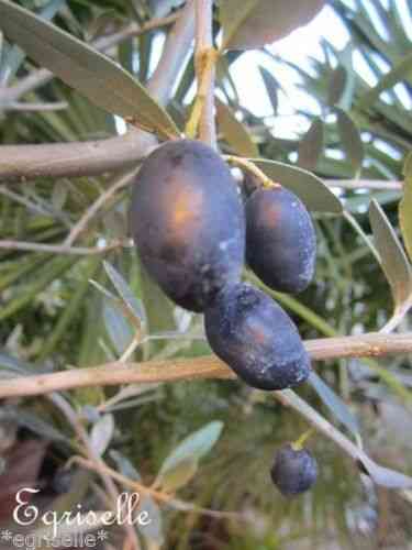 OLIVIER 1 Fruit-Olive proposé