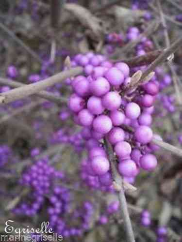 Callicarpe de Bodinier Fruits Violets 12 Perles-Graines proposées