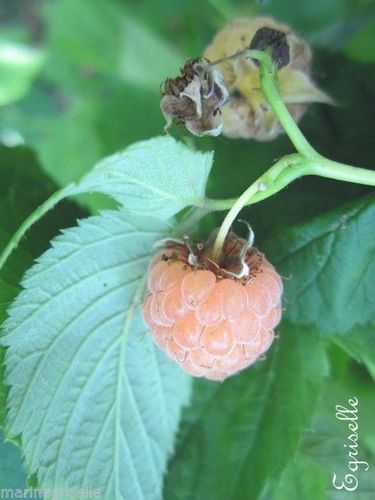 ♫ FRAMBOISIER Fruits Clairs -Rubus idaeus ♫ 8 Graines proposées ♫