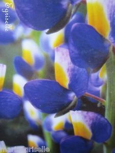♫ LUPIN 'Bleu Violet Javelle' -Lupinus ♫ 10 Graines proposées