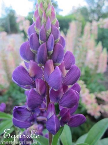 ♫ LUPIN 'Gallery Purple' - Lupinus ♫  10 Graines proposées