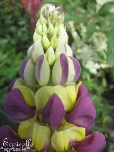 ♫ LUPIN 'Jaune Violet Javelle' - Lupinus ♫ 10 Graines proposées