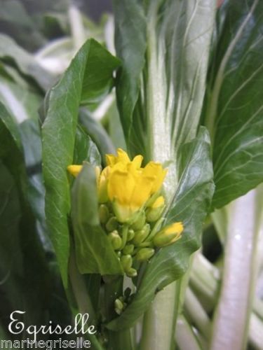 ♫ CHOU CHINOIS Fleur Jaune 'Choi Sum' -Brassica ♫  + 30 Graines proposées