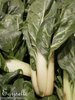 ♫ CHOU CHINOIS 'Shangaï Pak Choi' - Brassica ♫ 30 Graines proposées