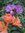 ♫ ALSTROEMERE 'Violette' - Alstroemeria ♫ 3 Graines proposées