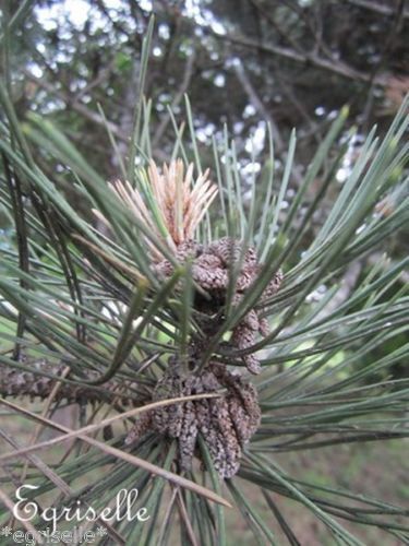 ♫ PIN Sylvestre - Pinus sylvestris ♫ 6 Graines proposées