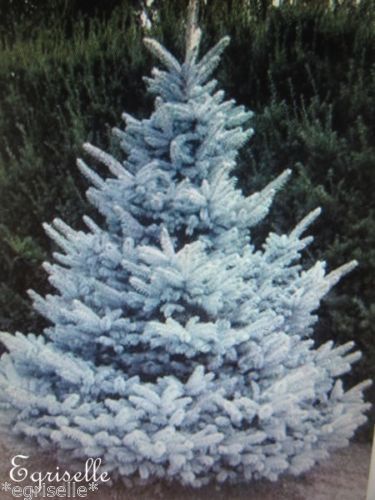 ♫ SAPIN "Bleu Diamond" - Picea pungens ♫  5 Graines proposées