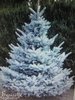 ♫ SAPIN "Bleu Diamond" - Picea pungens ♫  5 Graines proposées