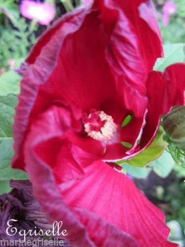 ♫ HIBISCUS Marais Fuchsia - Hibiscus Palustris ♫ 5 Graines Proposées♫