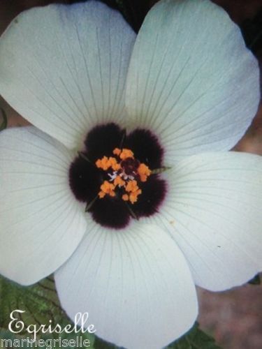 ♫ HIBISCUS ou KETMIE d'Afrique -Hibiscus trionium ♫ 10 Graines Proposées ♫