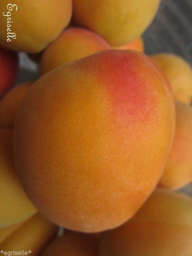 ♫ ABRICOTIER "Enorma" - Prunus ♫ 1 Noyau proposé ♫
