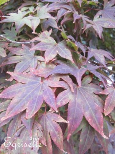 ♫ ERABLE du Japon Rouge - Acer palmatum ♫ 8 Graines Proposées ♫