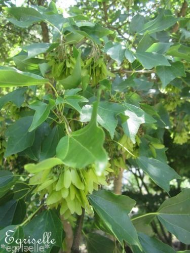 ♫ ERABLE Petites Feuilles Acer palmatum ♫ 8 Graines Proposées ♫