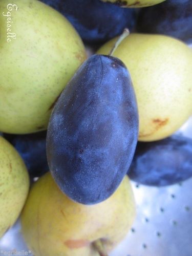 ♫ PRUNIER Très Gros Fruits QUETSCHE - Prunus persica ♫ 2 Noyaux Proposés ♫