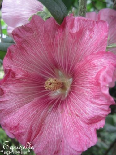 ♫ ROSE TREMIERE 'Rose Rosée' ♫ 15 Graines Proposées ♫