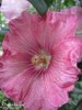 ♫ ROSE TREMIERE 'Rose Rosée' ♫ 15 Graines Proposées ♫