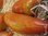 ♫ TOMATE Allongée Zébrée -Solanum ♫ 12 Graines Proposées ♫