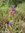 ♫ VIPERINE "Faux Plantain" - Echium plantagineum ♫ 15 Graines Proposées ♫