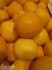 ♫ CITRONNIER des 4 Saisons -Citrus limon ♫ 8 Pépins Proposés ♫