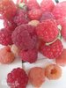 ♫ FRAMBOISIER "Doux Mélange" -Rubus idaeus ♫ 8 Graines Proposées ♫