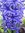 ♫ JACINTHE Orientale Delft Blue' - Hyacinthus ♫ 20 Graines Proposées ♫