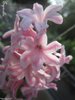 ♫ JACINTHE "tout Mélange" - Hyacinthus orientalis ♫ 20 Graines Proposées ♫