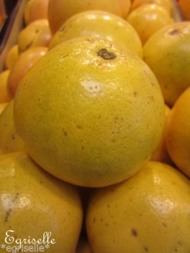 ♫ PAMPLEMOUSSIER - Citrus maxima ♫ 6 Pépins Proposés ♫