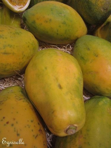 ♫ PAPAYER - Carica papaya ♫ 12 Graines Proposées ♫ Papaye, Jolis Fruits Moyens, Gustatifs ! ♫
