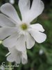 ♫ JASMIN du Cap - Gardenia jasminoïdes ♫ 3 Graines Proposées ♫