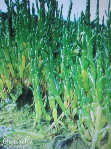 ♫ SALICORNE - Salicornia europaea ♫ 10 Graines Proposées ♫